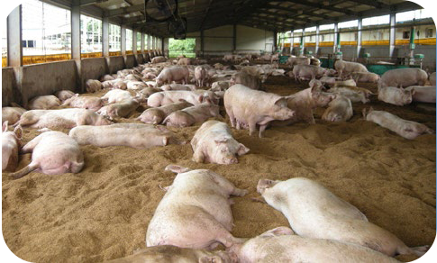 Treatment of Pigsty Facilities Effluent for 10 Different sites in Korea